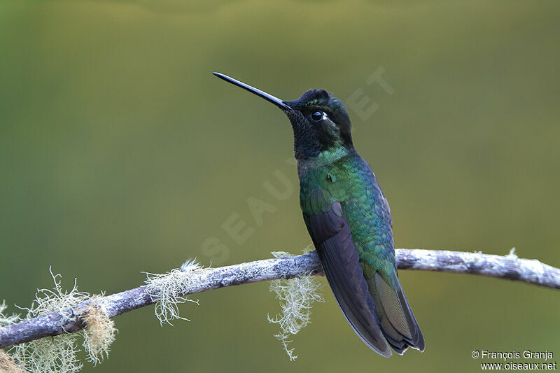 Rivoli's Hummingbirdadult