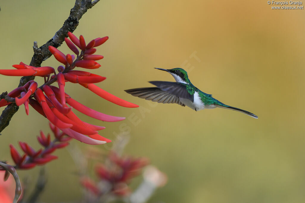 Colibri féérique