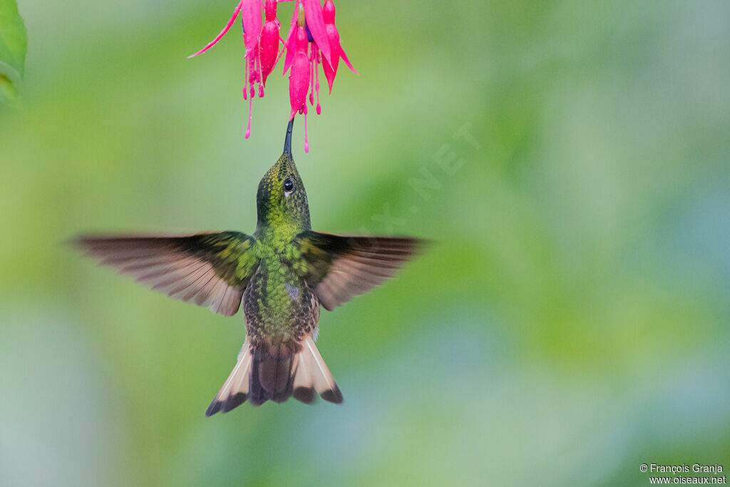 Buff-tailed Coronet