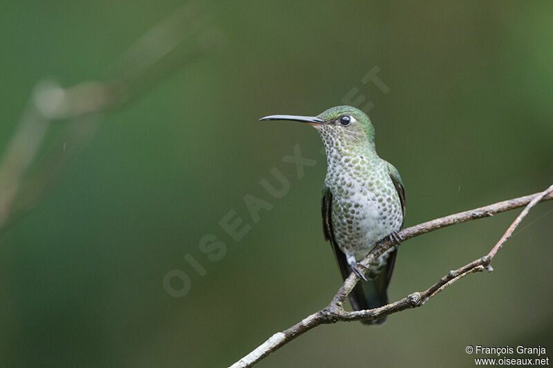 Many-spotted Hummingbird