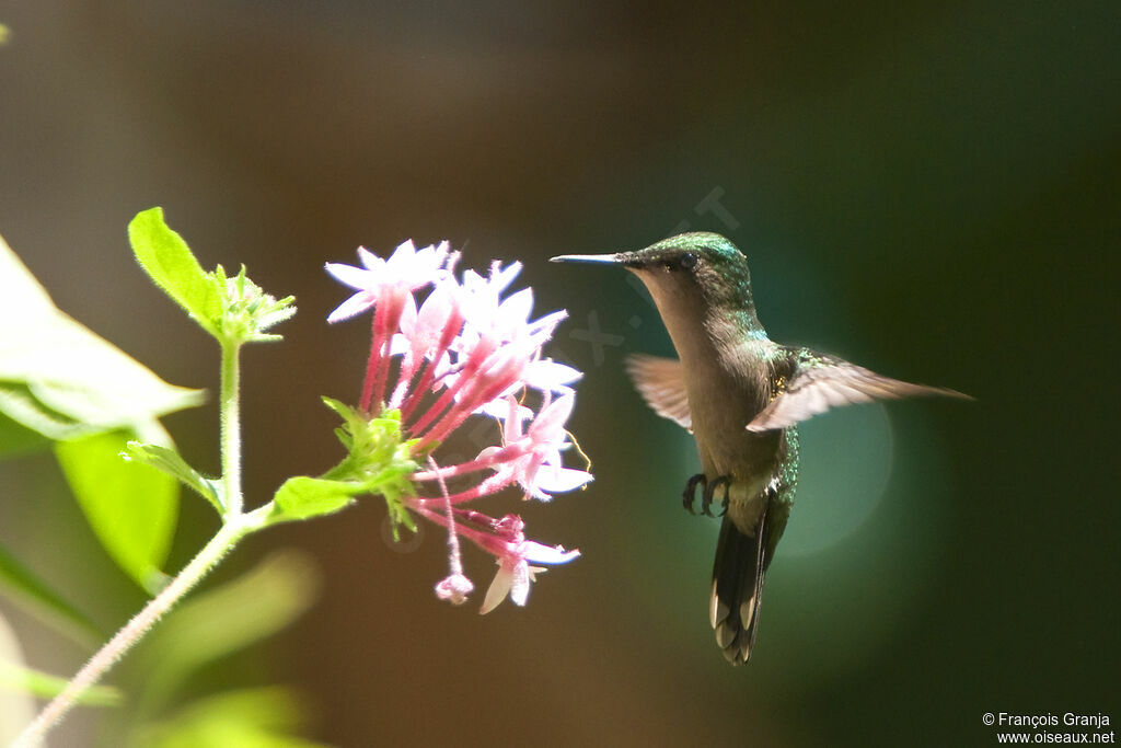 Antillean Crested Hummingbirdadult