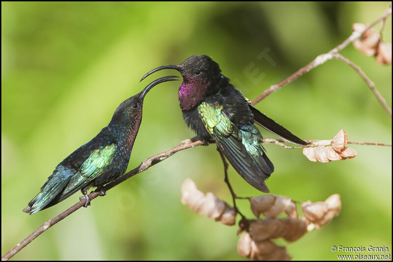Colibri madère adulte