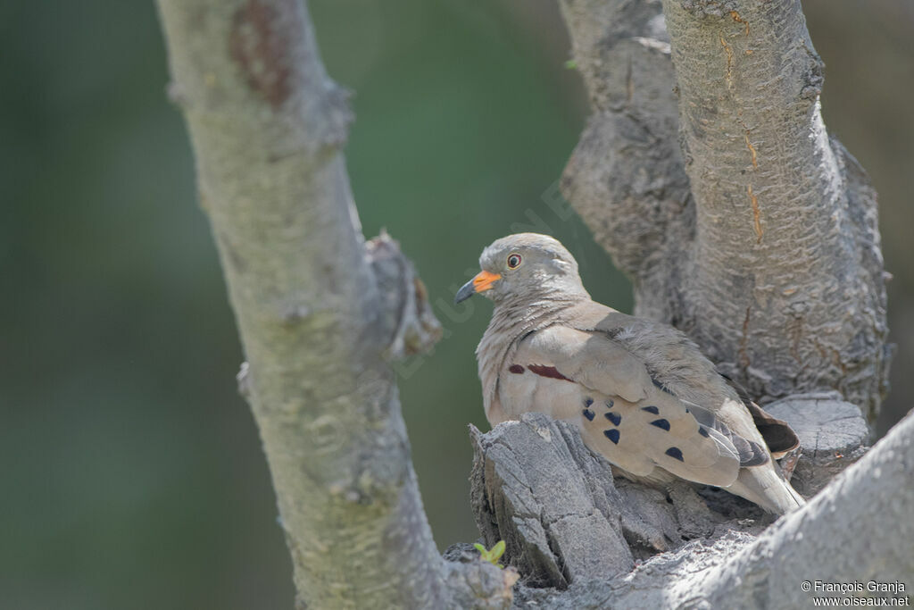 Croaking Ground Dove