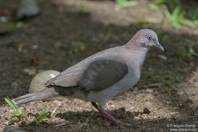 White-tipped Doveadult