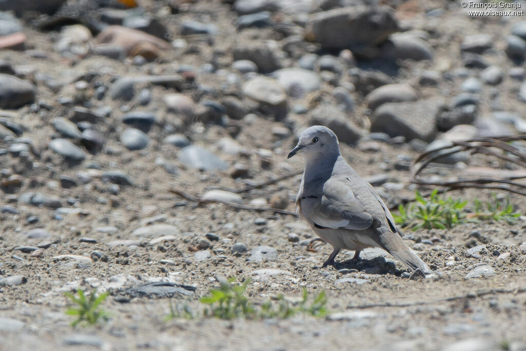 Picui Ground Dove