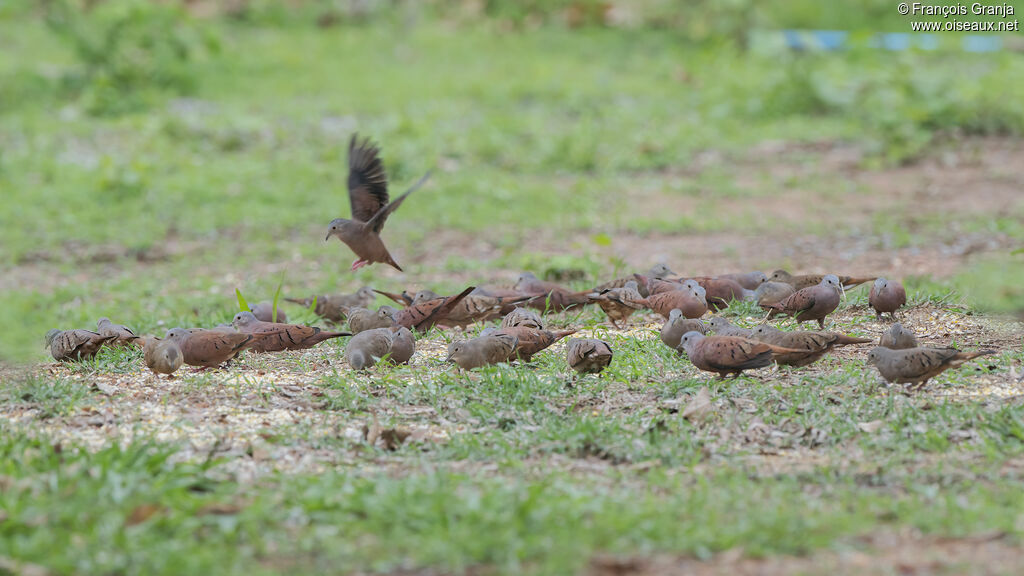 Ruddy Ground Dove