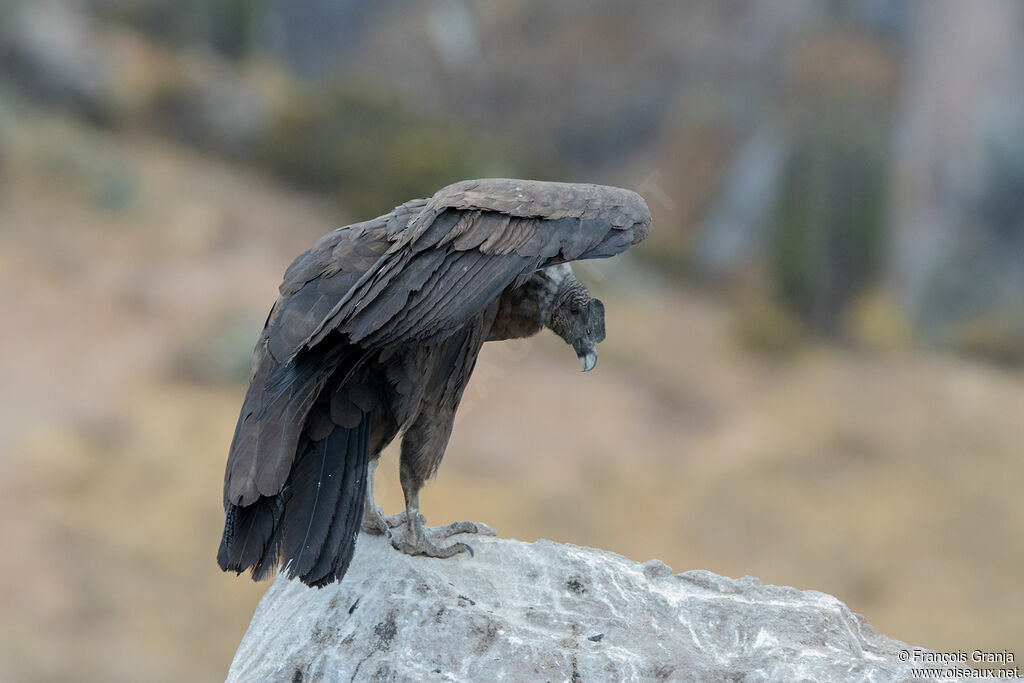 Condor des Andesimmature