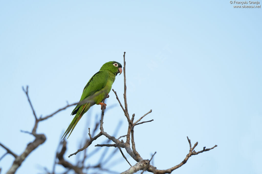 Conure à tête bleue