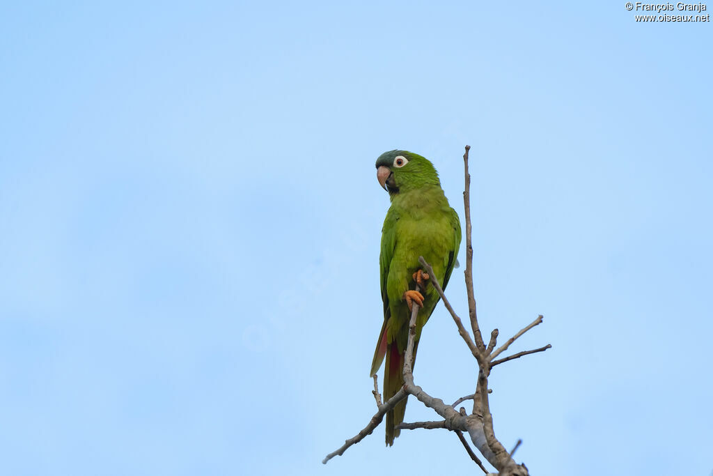 Blue-crowned Parakeet