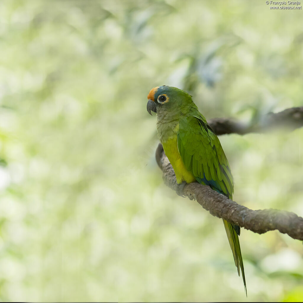 Peach-fronted Parakeet