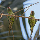 Conure de Finsch