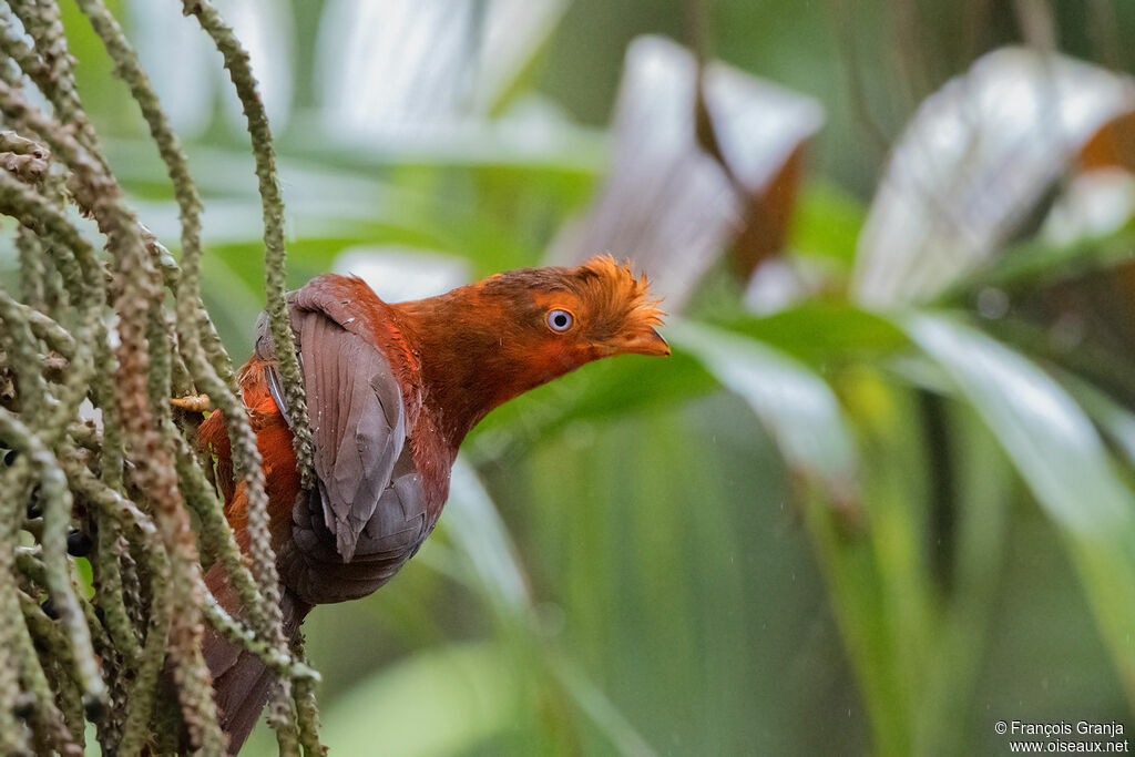 Coq-de-roche péruvienimmature