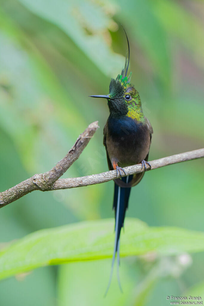 Wire-crested Thorntail