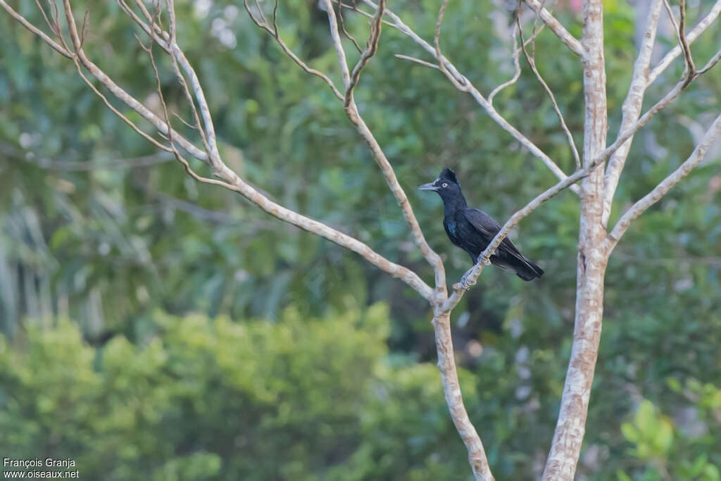 Amazonian Umbrellabirdadult, habitat