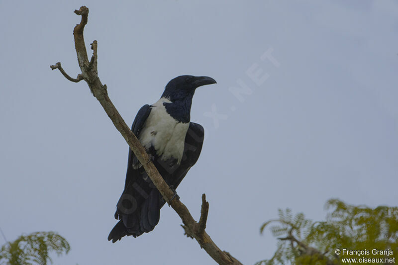 Pied Crow