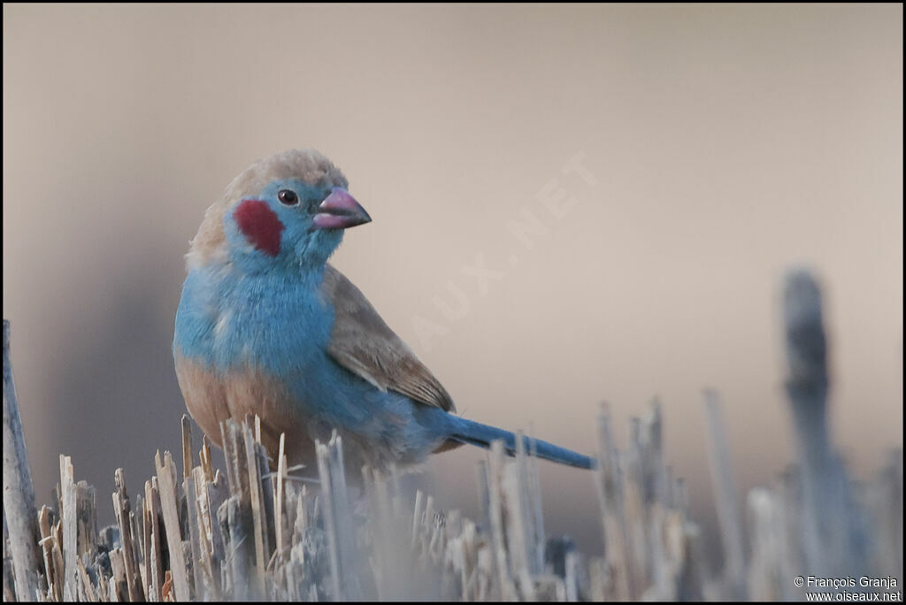 Cordonbleu à joues rouges