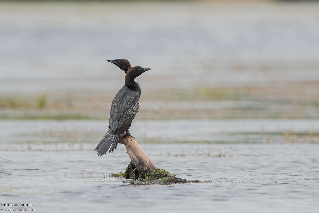 Cormoran pygméeadulte, habitat, pigmentation, Comportement