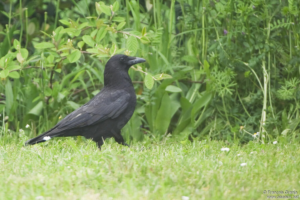 Carrion Crowadult
