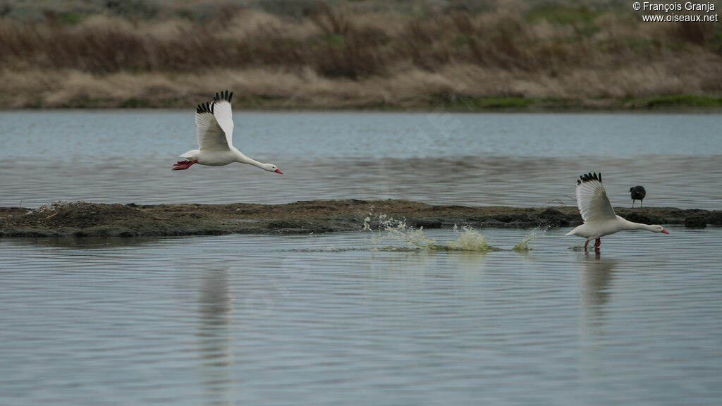 Coscoroba Swan