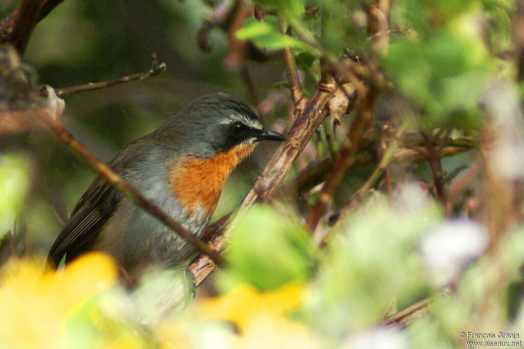 Cape Robin-Chatadult