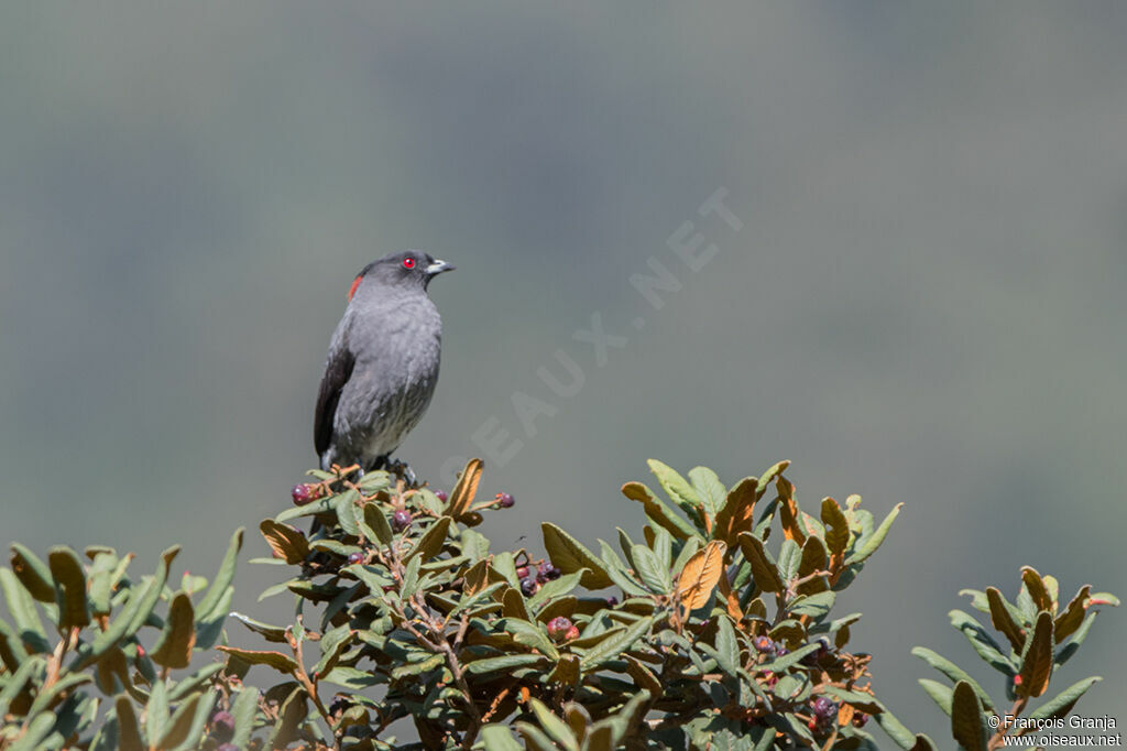 Cotinga à huppe rouge