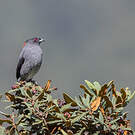 Cotinga à huppe rouge