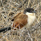 Coucal de Burchell