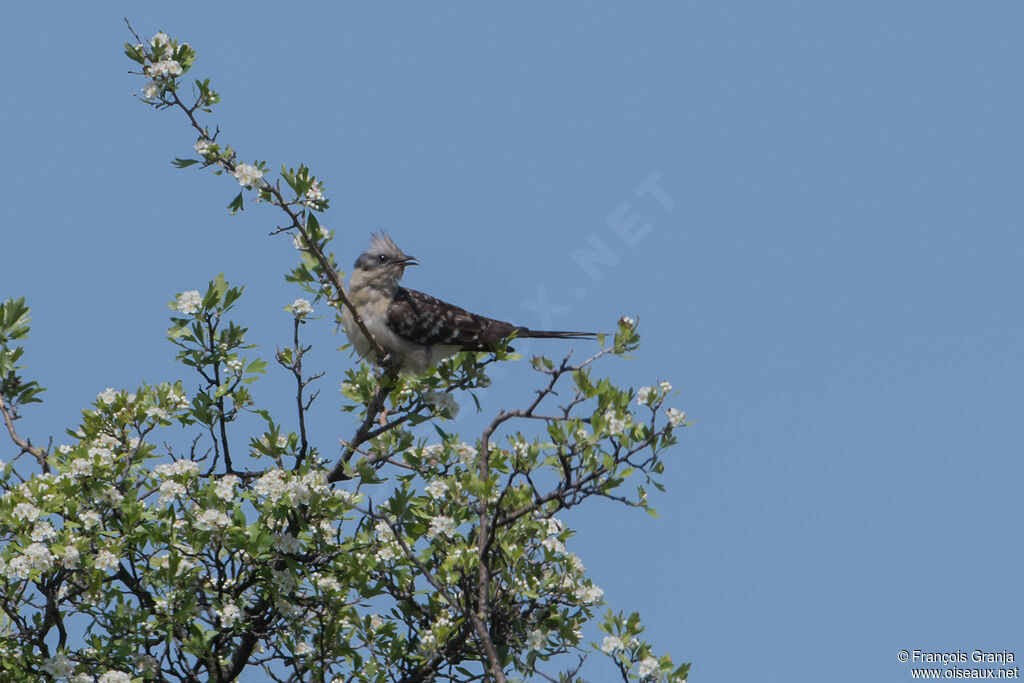 Great Spotted Cuckoo