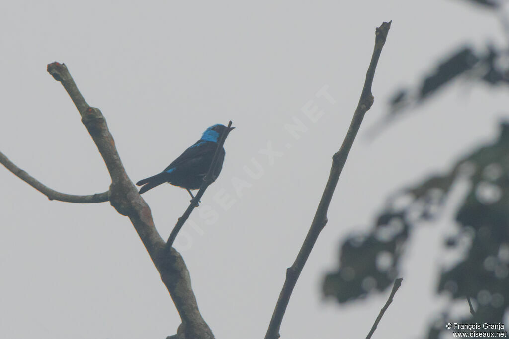 Scarlet-thighed Dacnis