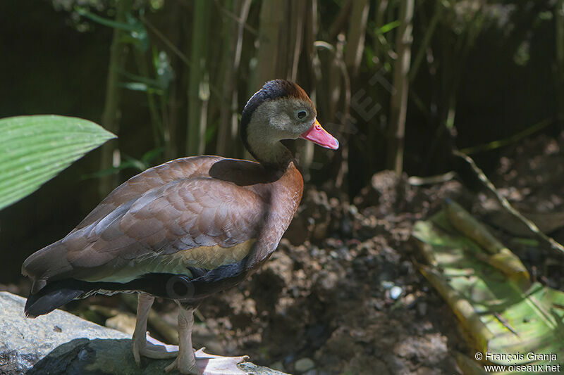 Dendrocygne à ventre noir