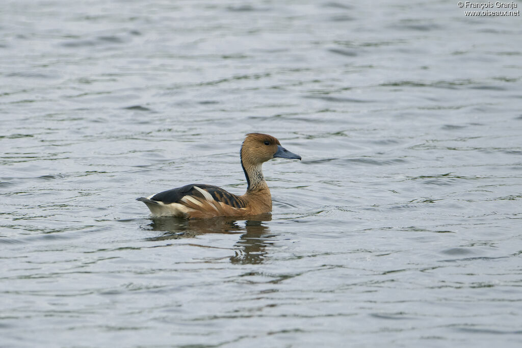 Dendrocygne fauve