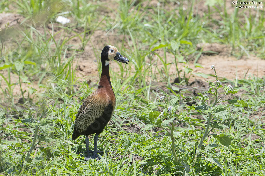 Dendrocygne veuf