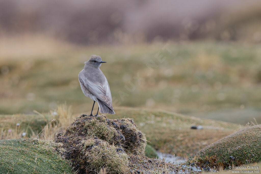 White-fronted Ground Tyrant