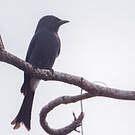 Drongo à ventre blanc