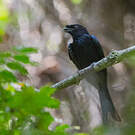 Drongo du Sri Lanka