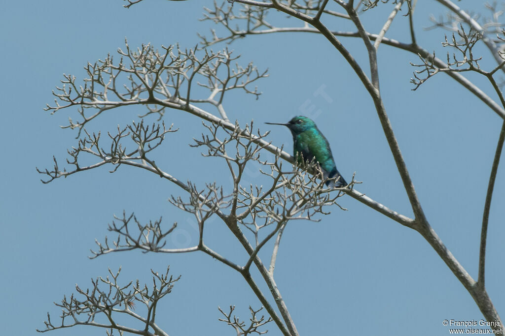 Blue-tailed Emerald