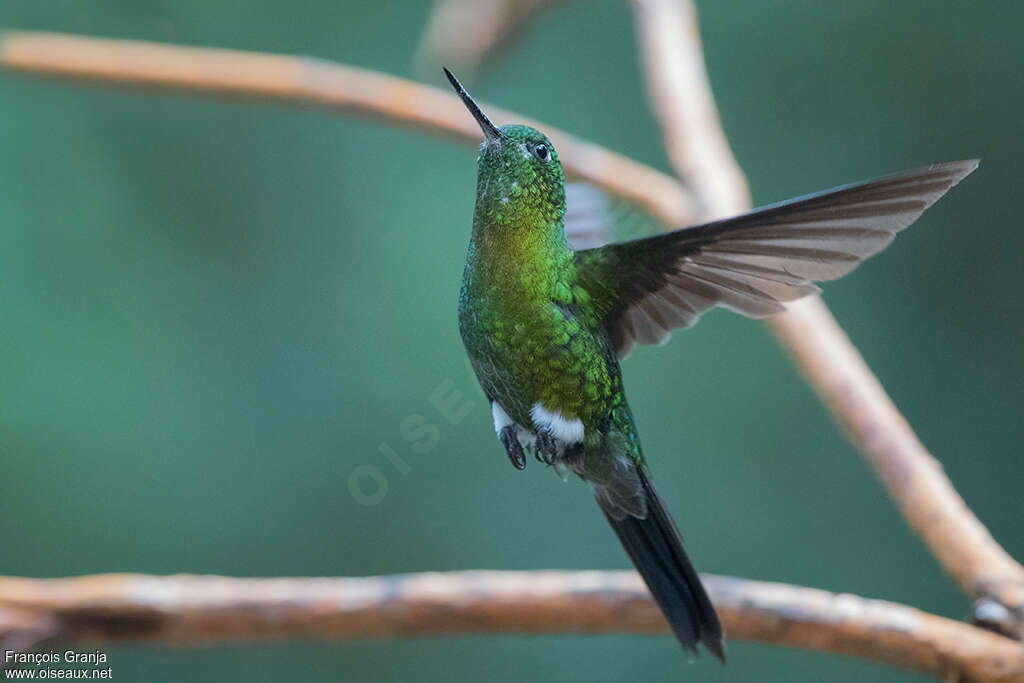 Sapphire-vented Pufflegsubadult, pigmentation, Flight