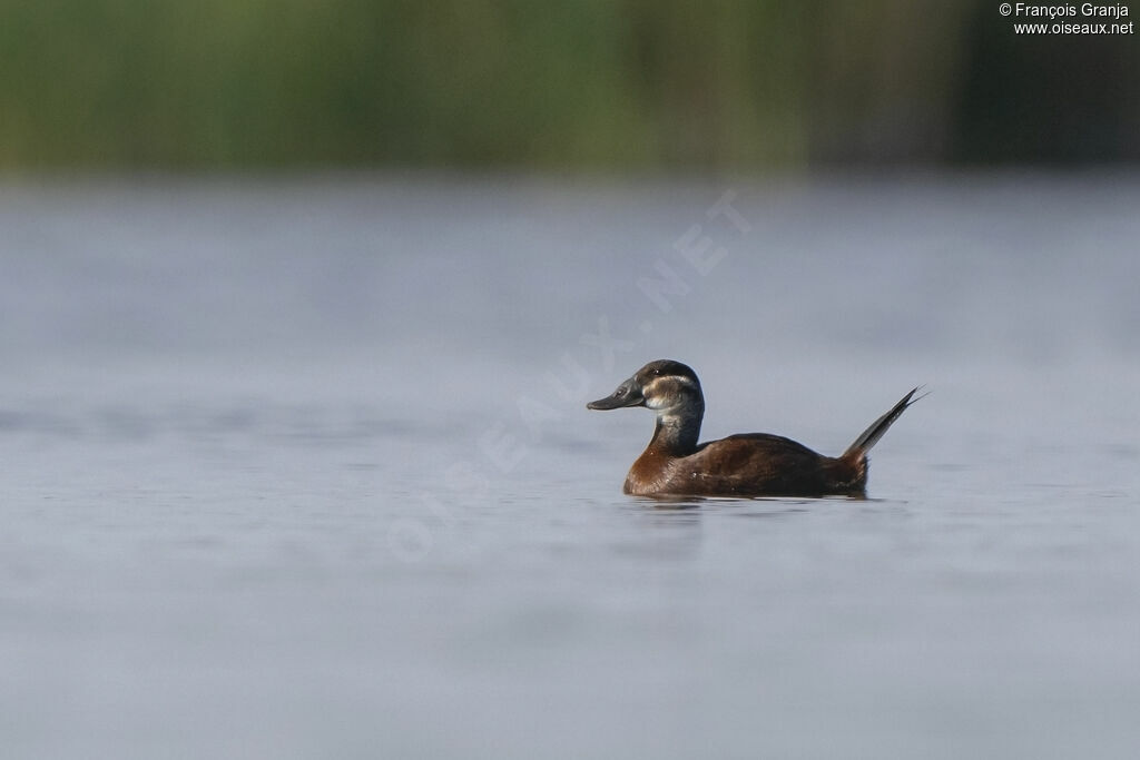 White-headed Duck female