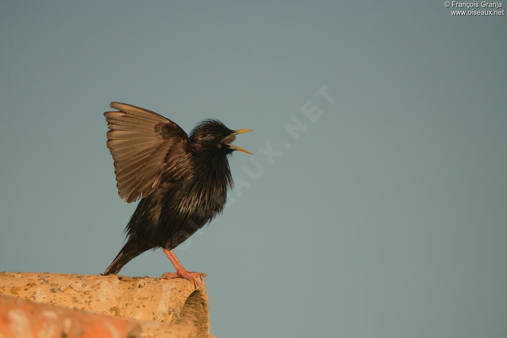 Spotless Starling