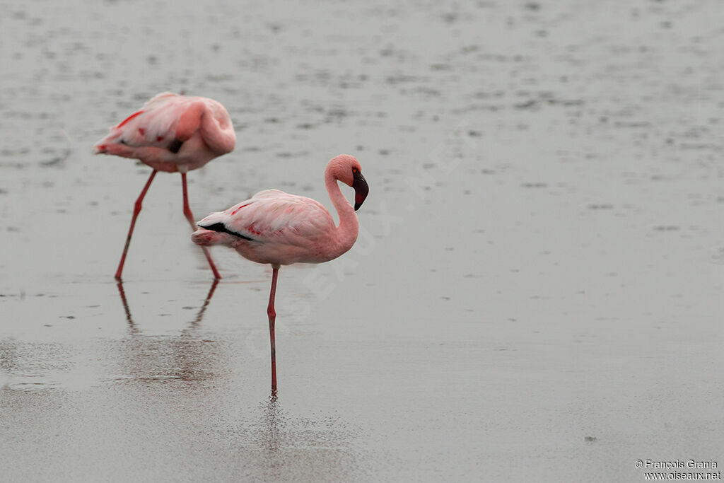 Flamant nain