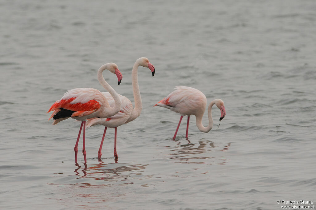 Flamant rose