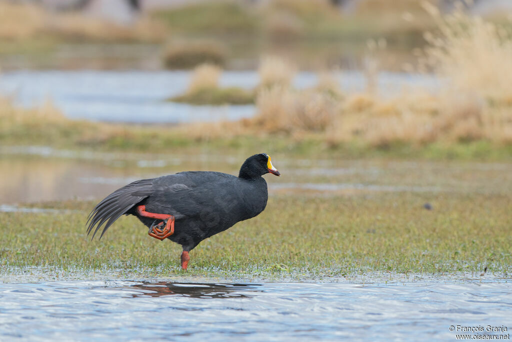 Giant Coot