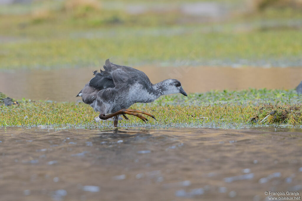 Giant Cootjuvenile