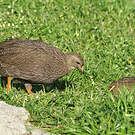 Francolin criard
