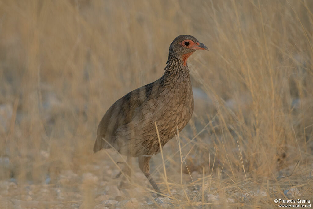 Francolin de Swainson