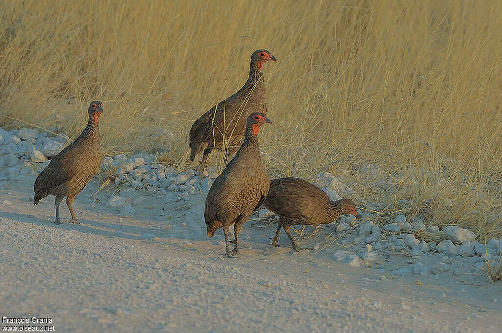 Francolin de Swainsonadulte, Comportement
