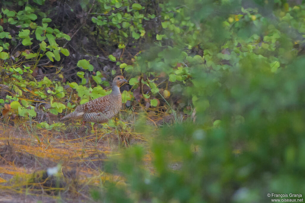 Grey Francolin