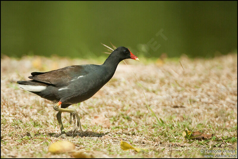 Common Gallinuleadult