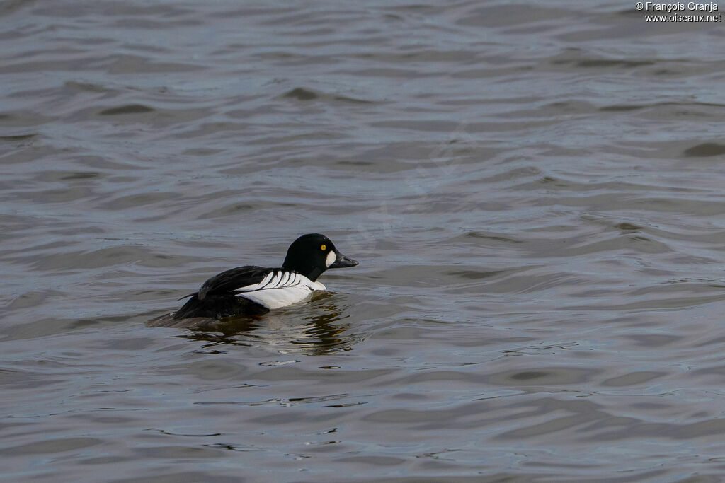 Common Goldeneye