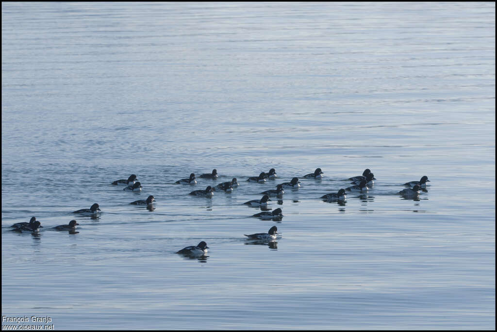 Garrot d'Islande, habitat, nage, pêche/chasse